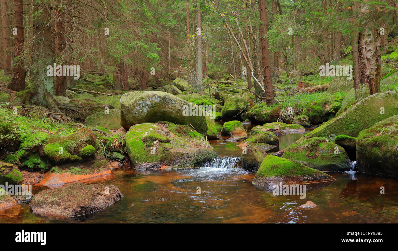 Romantic forest scenery in the Harz mountains, Germany. A tranquil stream and mossy stones in the lush green forest. Stock Photo