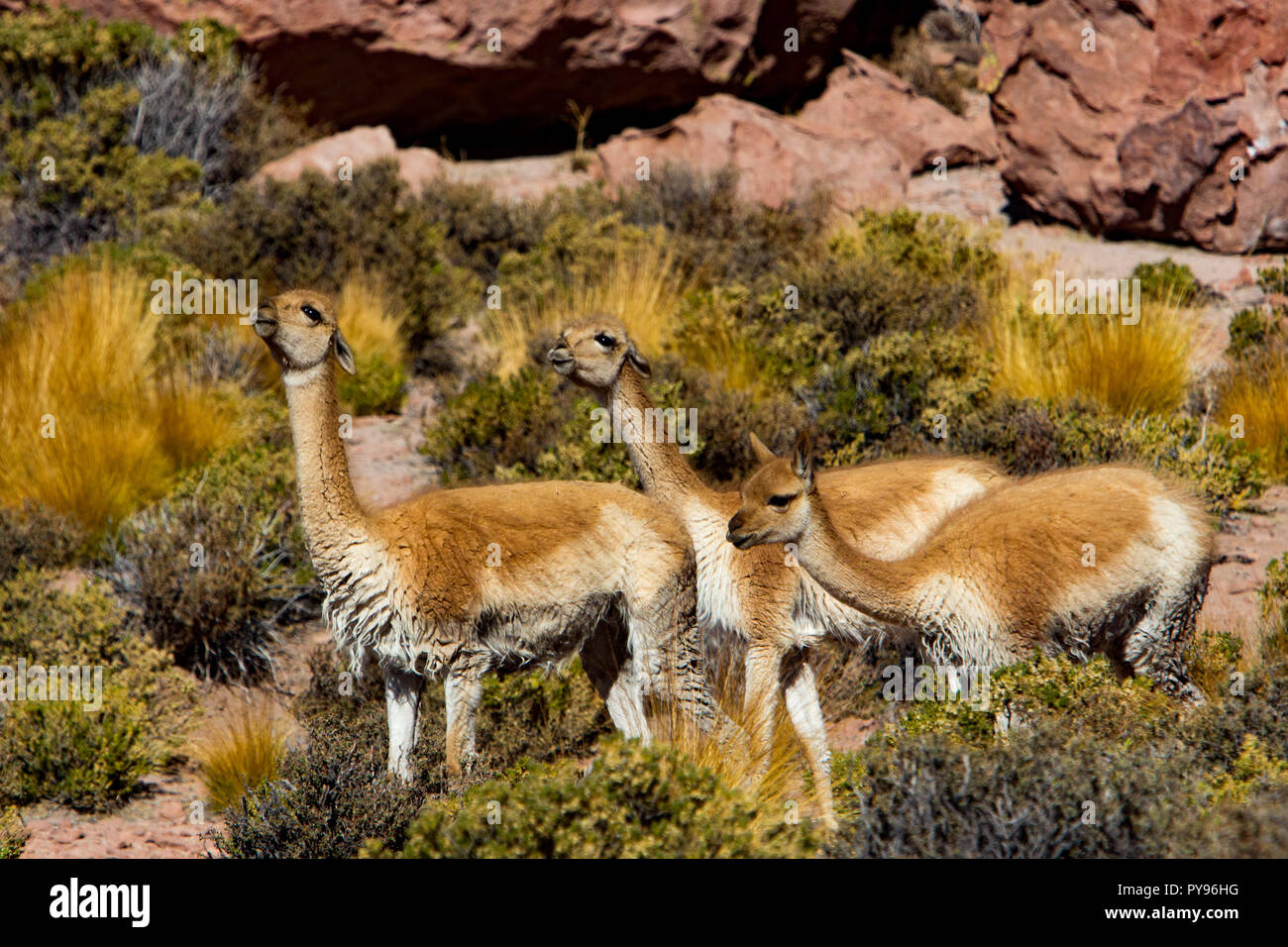 Vicuna, in the same family as the camel, a favorite of nature tourists in the desert near San Pedro de Atacama, Chile, South America Stock Photo