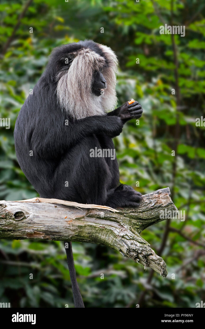 Lion-tailed macaque / wanderoo (Macaca silenus) endemic to the Western Ghats  of South India, eating fruit in tree in rainforest Stock Photo - Alamy