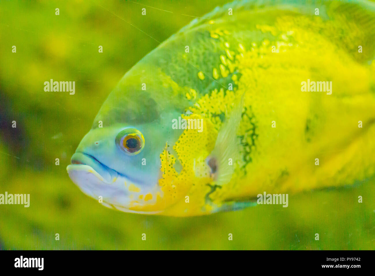 Cute Oscar Fish Astronotus Ocellatus Is A Species Of Fish From