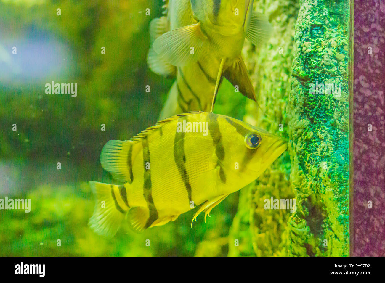 Cute Northeastern siamese tigerfish in aquarium. The Siamese tigerfish (Datnioides pulcher) is a critically endangered Asian fish native to the Chao P Stock Photo