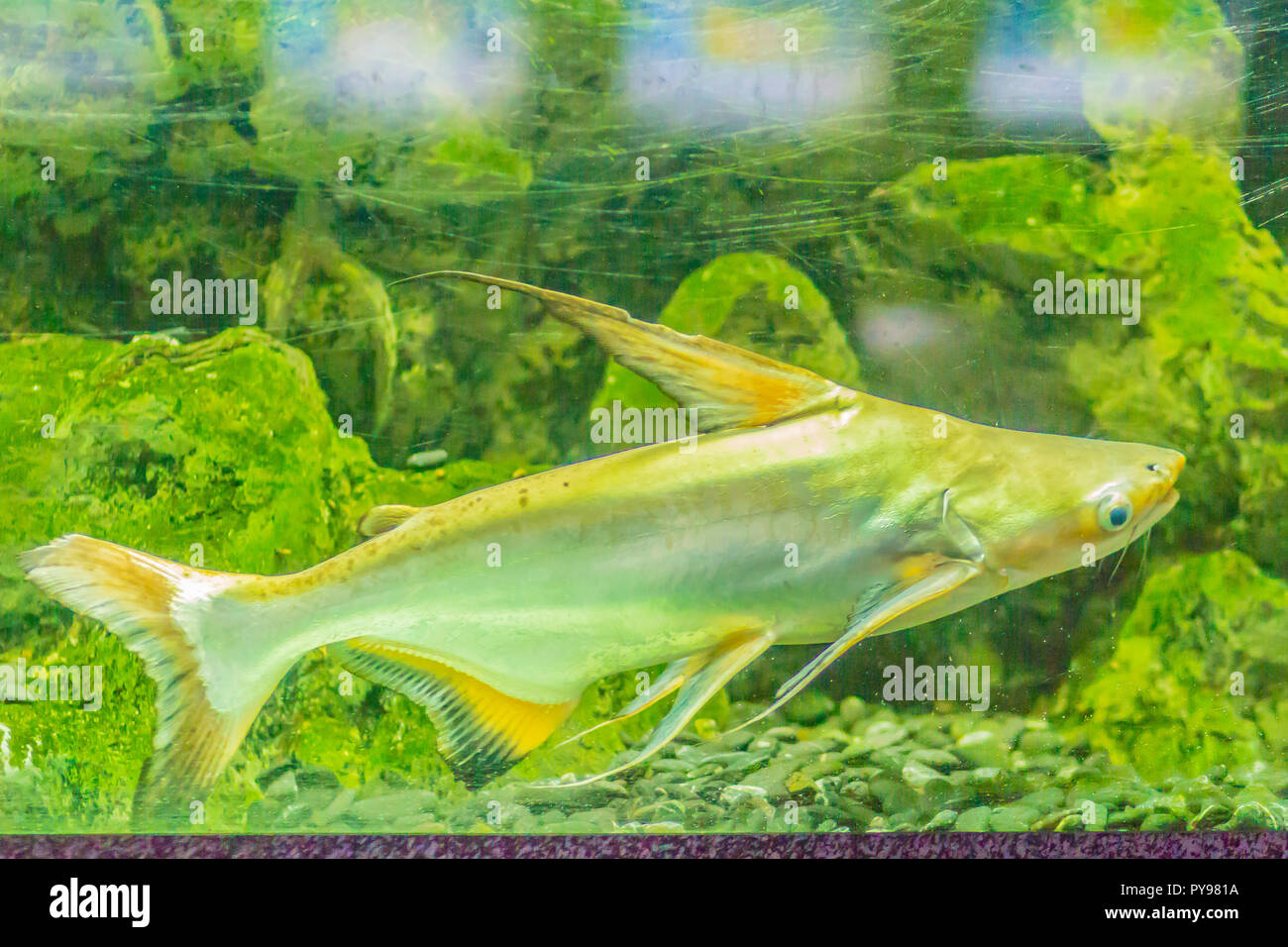 Cute giant pangasius, paroon shark, pangasidcatfish or Chao Phraya