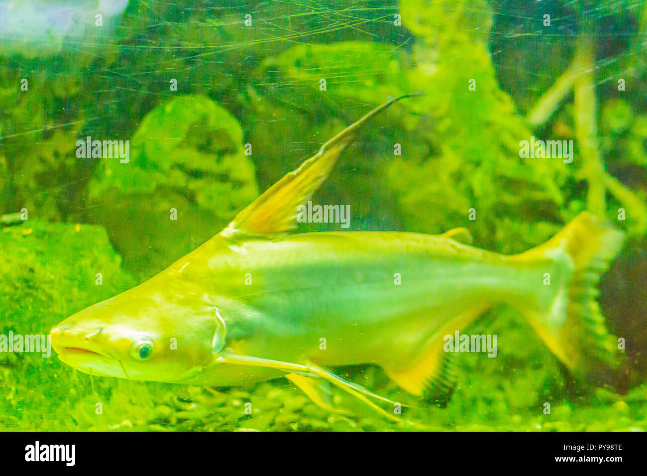 Cute giant pangasius, paroon shark, pangasid-catfish or Chao Phraya giant catfish (Pangasius sanitwongsei), a species of freshwater fish in the shark  Stock Photo