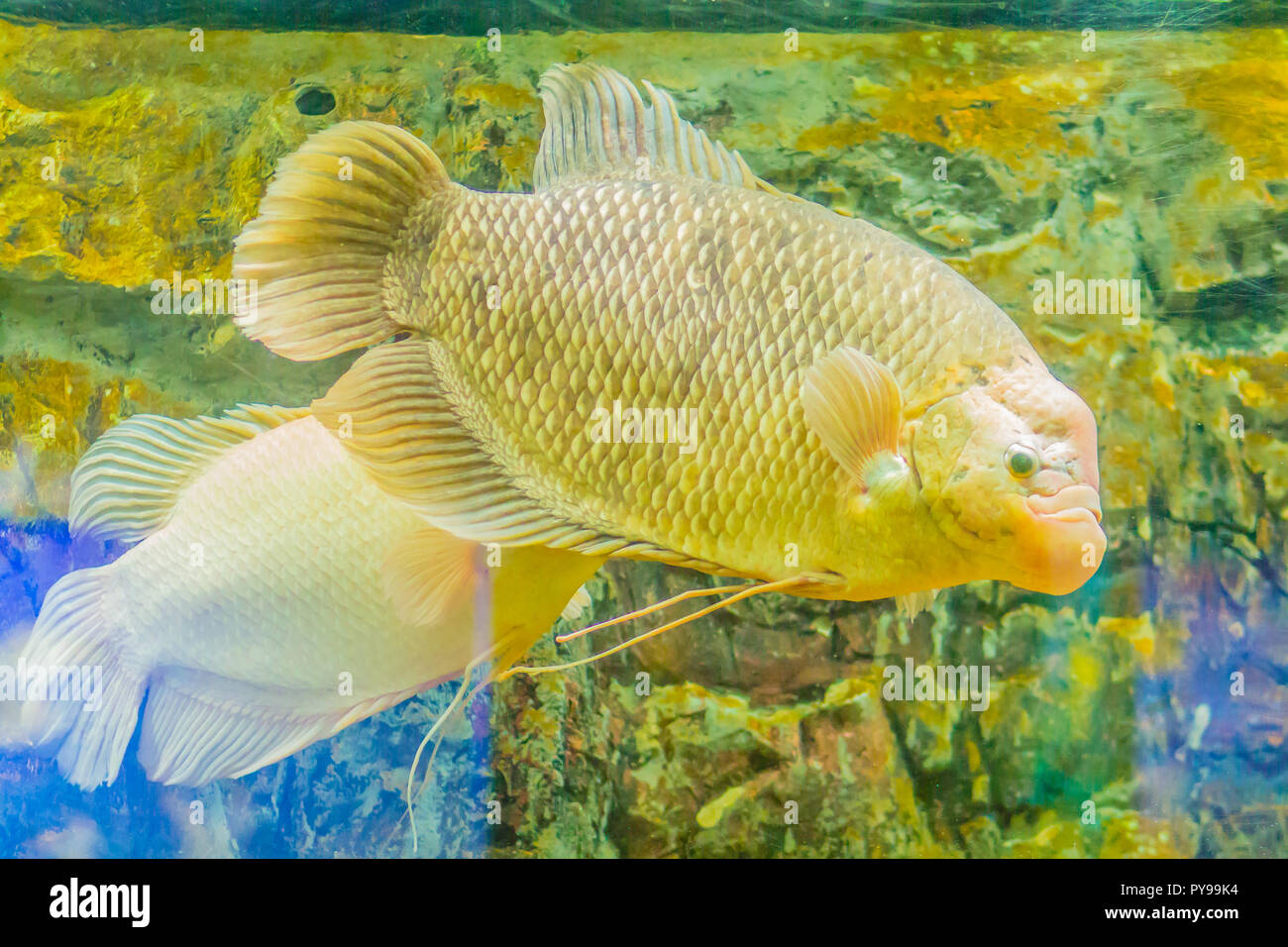 Giant gourami (Osphronemus goramy)fish, a species of large gourami native to Southeast Asia. It lives in fresh or brackish water, particularly slow-mo Stock Photo