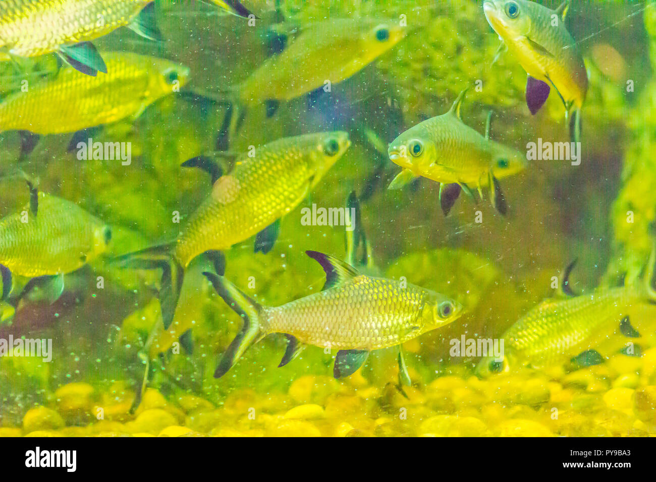 Cute burnt-tailed barb fish (Balantiocheilos ambusticauda), also known as Siamese bala-shark, is a possibly extinct freshwater fish species from the C Stock Photo