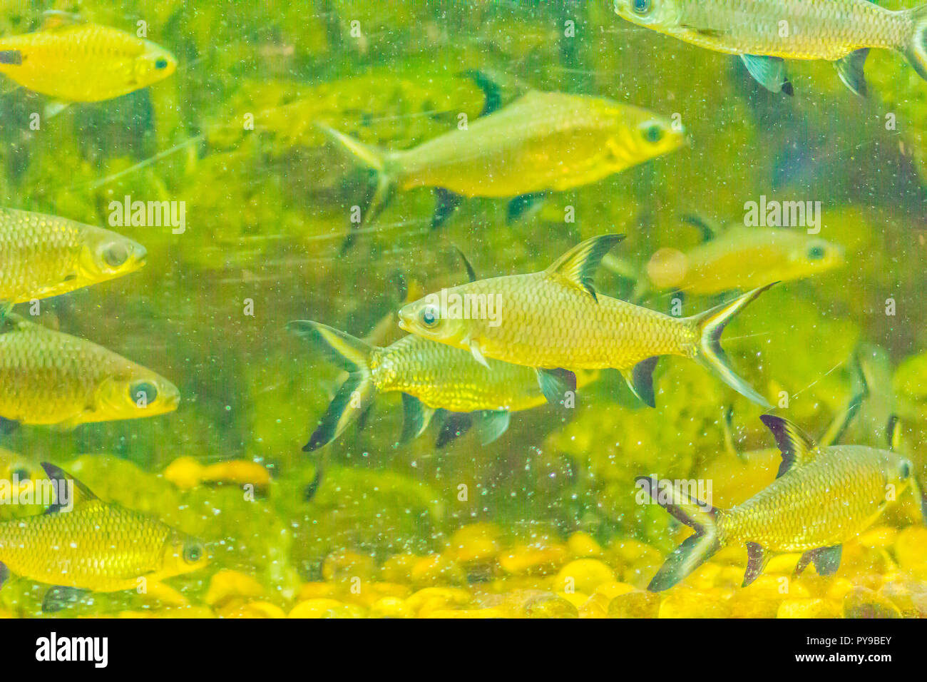 Cute burnt-tailed barb fish (Balantiocheilos ambusticauda), also known as Siamese bala-shark, is a possibly extinct freshwater fish species from the C Stock Photo - Alamy Cute burnt-tailed barb fish (Balantiocheilos ambusticauda), also known as Siamese bala-shark, is a possibly extinct freshwater fish species from the C Stock Photo - Alamy