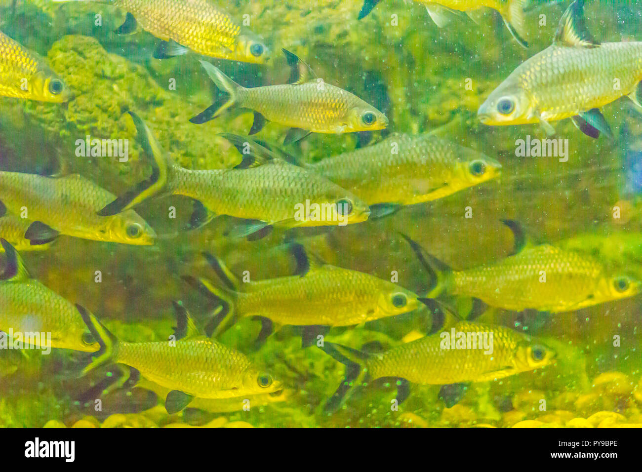 Cute burnt-tailed barb fish (Balantiocheilos ambusticauda), also known as Siamese bala-shark, is a possibly extinct freshwater fish species from the C Stock Photo