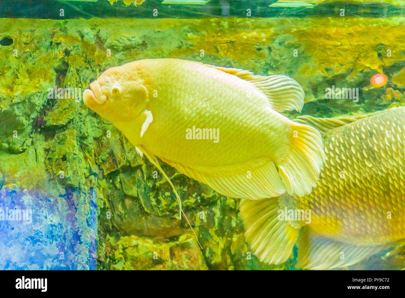 Albino giant gourami (Osphronemus goramy) fish, large gourami native to Southeast Asia. It lives in fresh or brackish water, particularly slow-moving  Stock Photo