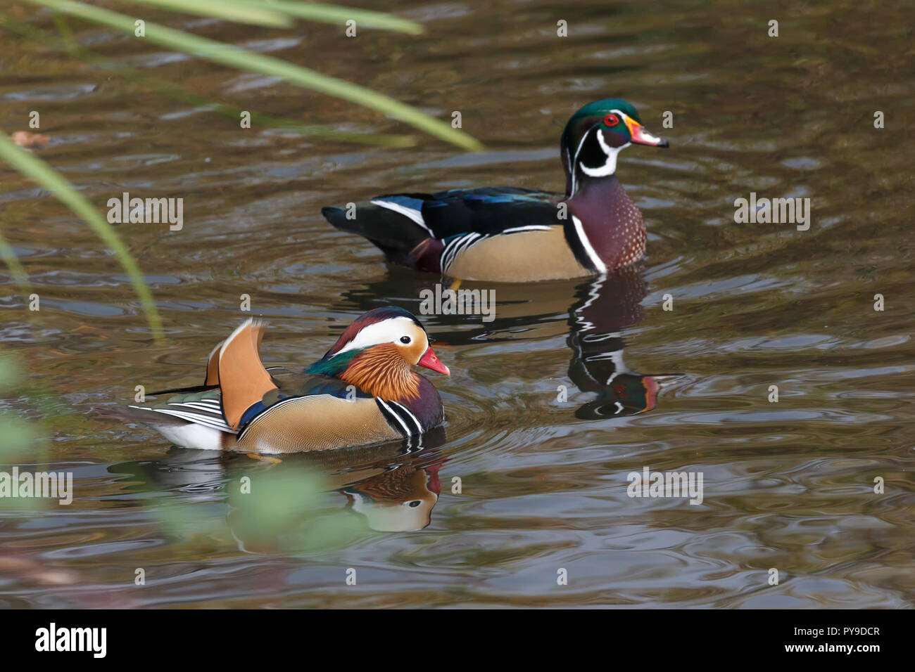 Mandarin duck and wood duck at Burnaby Lake  BC Canada. Stock Photo