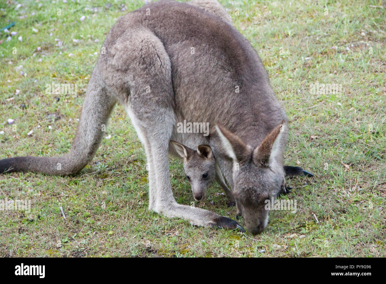 Kangaroo with joey in pouch Stock Photo Alamy