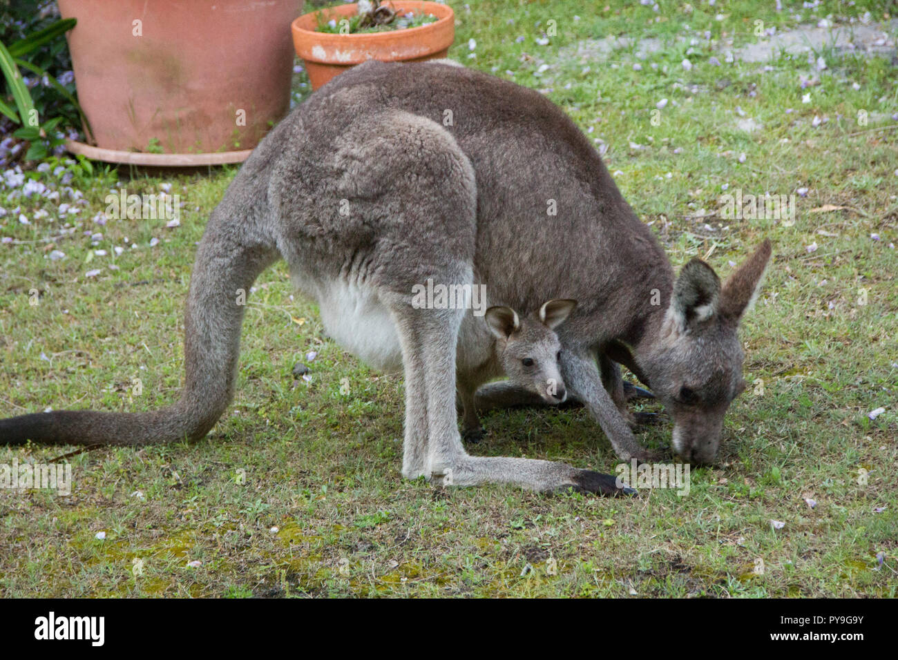 Kangaroo with joey in pouch Stock Photo Alamy