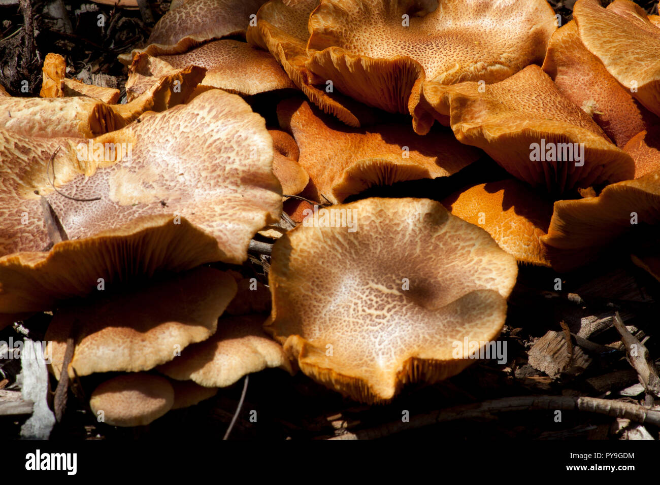 Australian wild mushrooms growing on wood mulch Stock Photo Alamy
