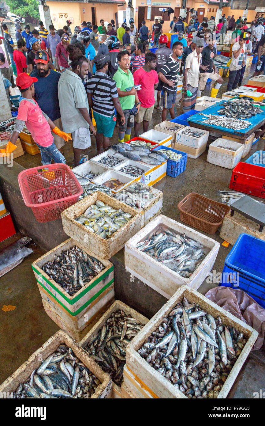 Fish market in Negombo, Sri Lanka. Stock Photo