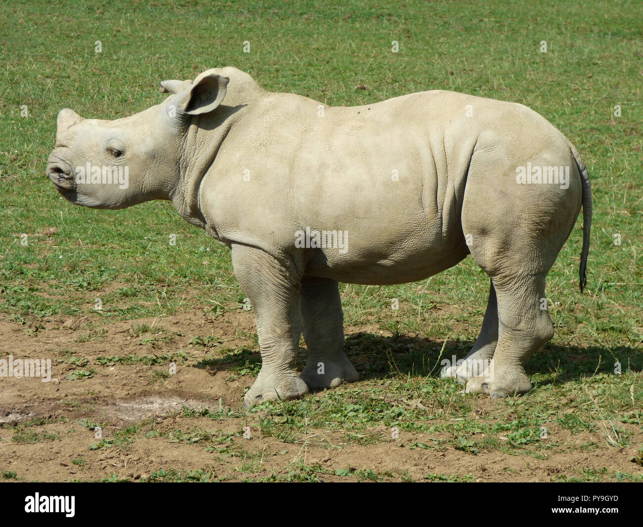 White Rhino Baby Sitting white-rhino-baby-sitting