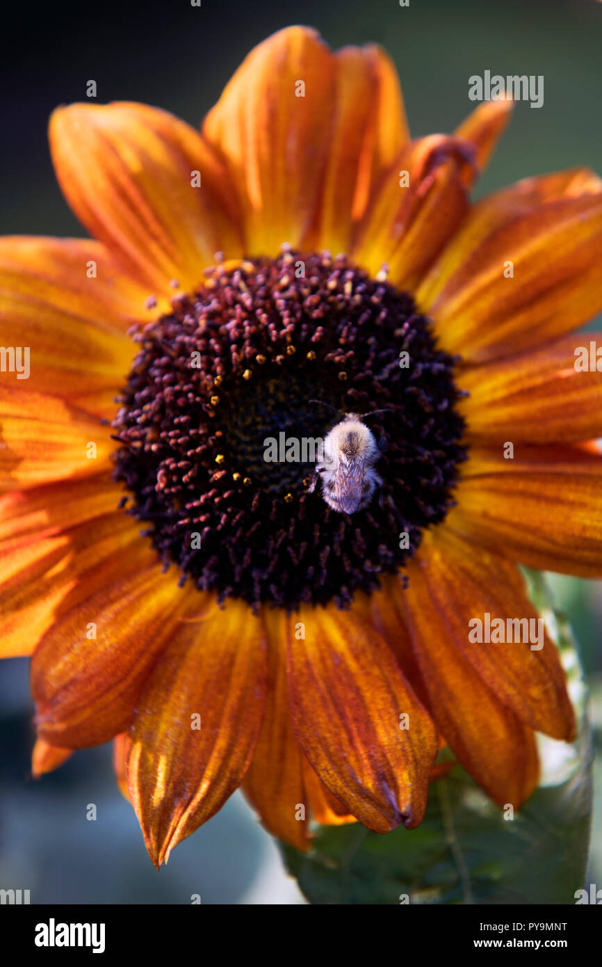 A Bee collecting nectar and pollen from a red sunflower UK Stock Photo ...
