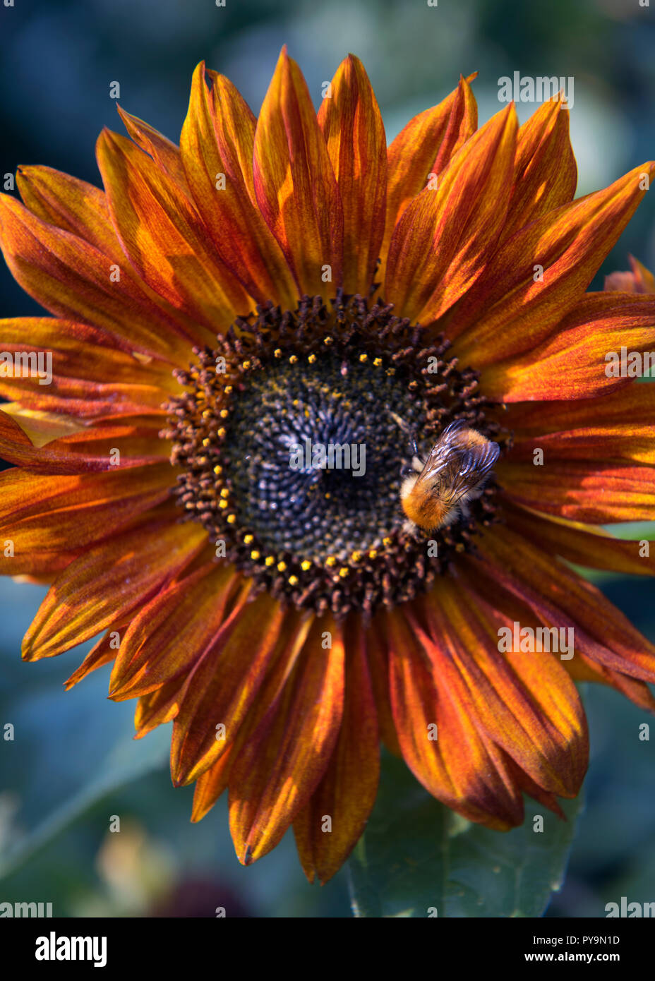 A Bee collecting nectar and pollen from a red sunflower UK Stock Photo ...