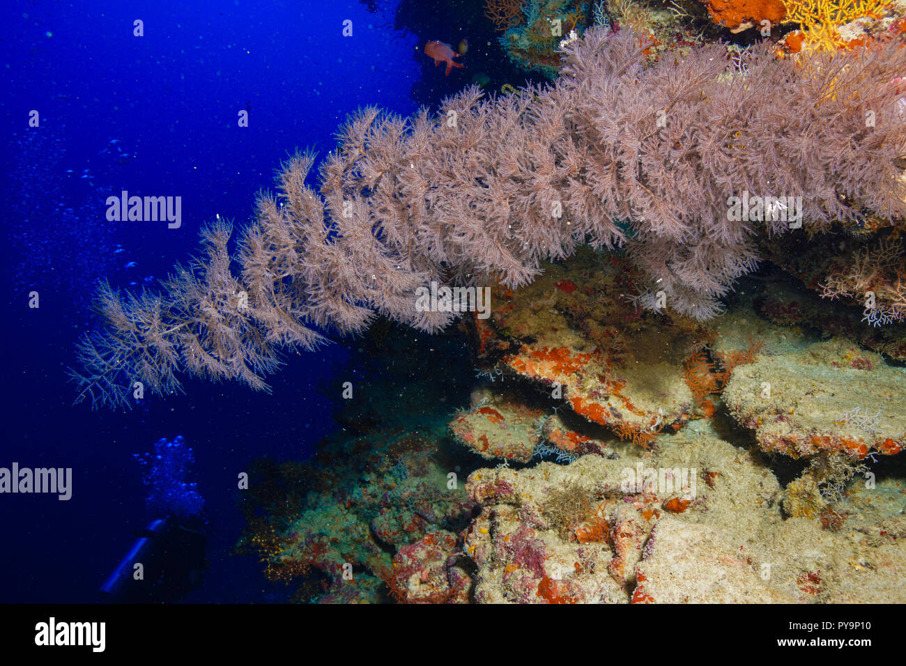 Coral reef at the Maldives Stock Photo - Alamy