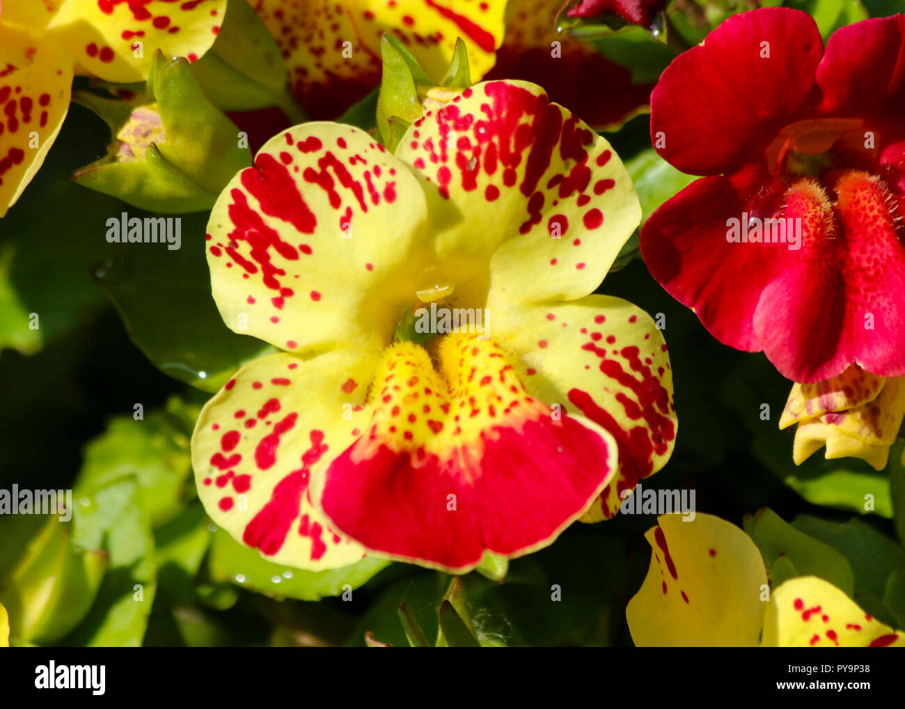 Mimulus flower in full bloom in the summer in a garden in Cardiff, South Wales, UK Stock Photo