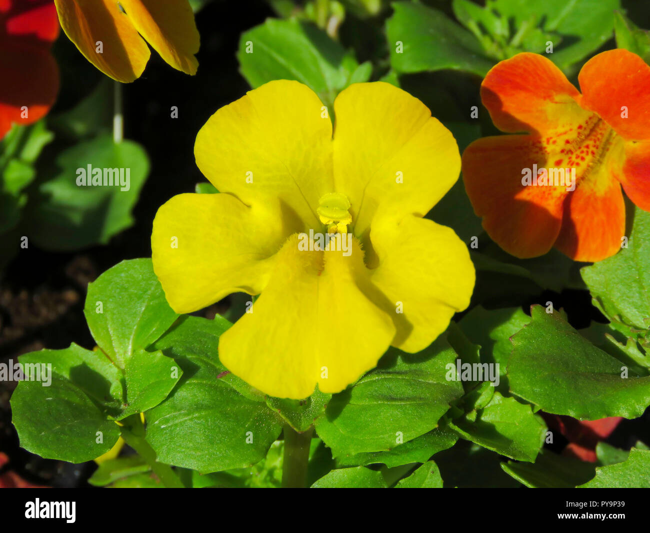 Mimulus flower in full bloom in the summer in a garden in Cardiff, South Wales, UK Stock Photo