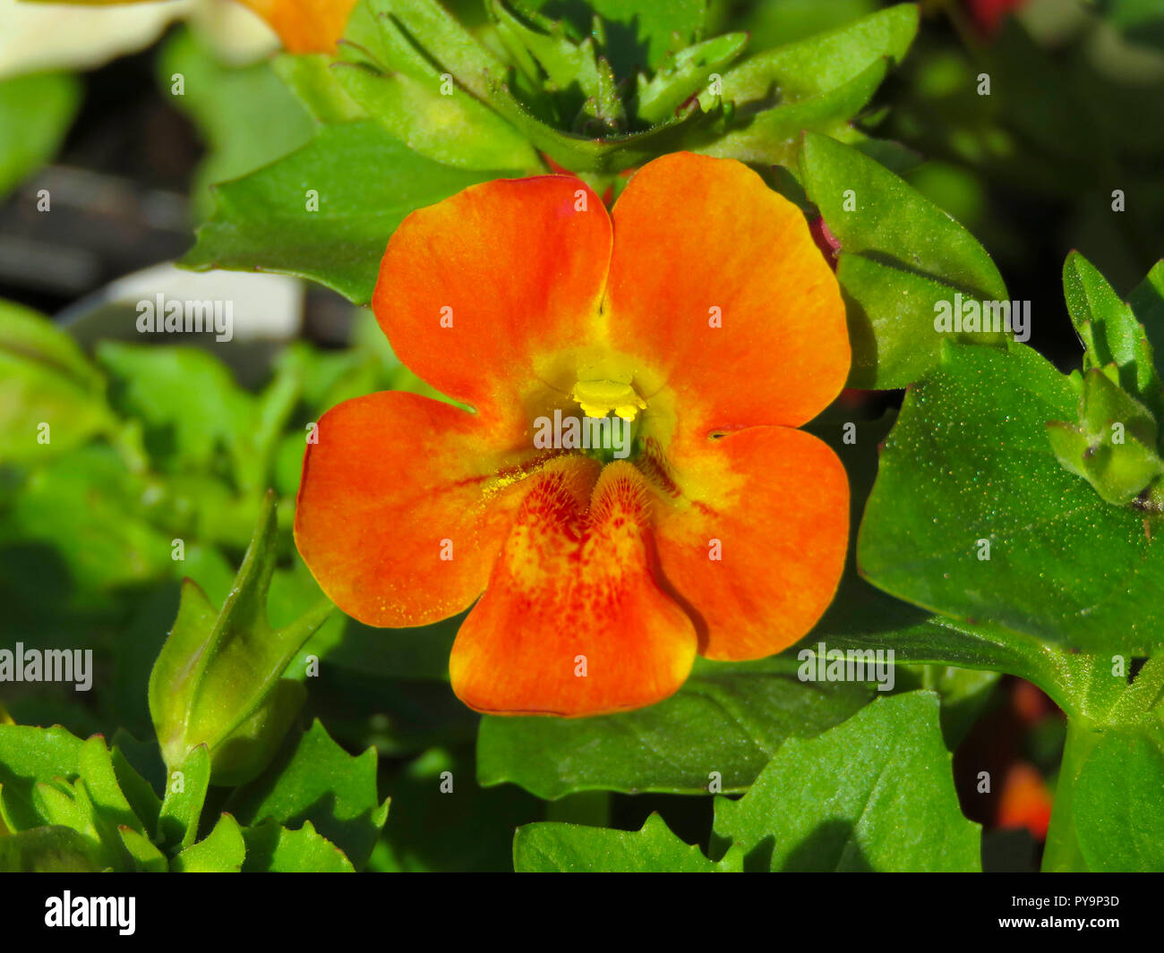 Mimulus flower in full bloom in the summer in a garden in Cardiff, South Wales, UK Stock Photo