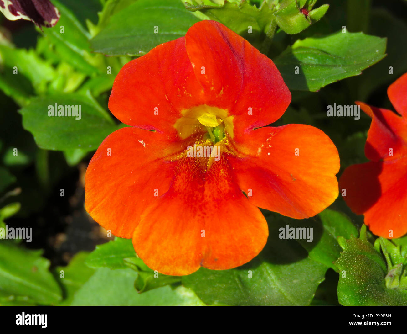 Mimulus flower in full bloom in the summer in a garden in Cardiff, South Wales, UK Stock Photo