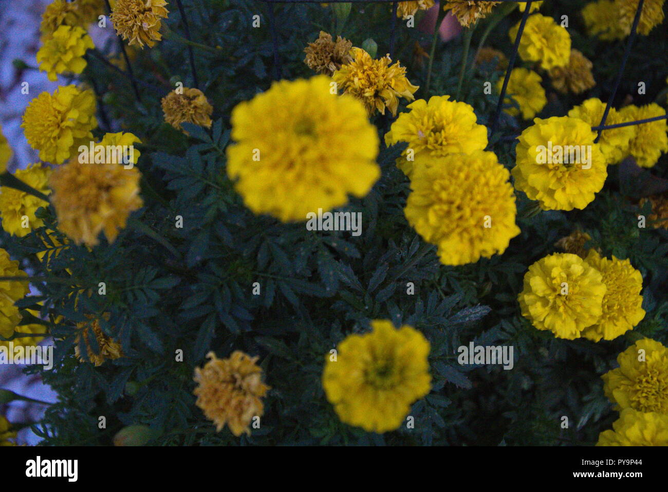 Blurry and focused yellow marigold flowers and their leaves. Stock Photo