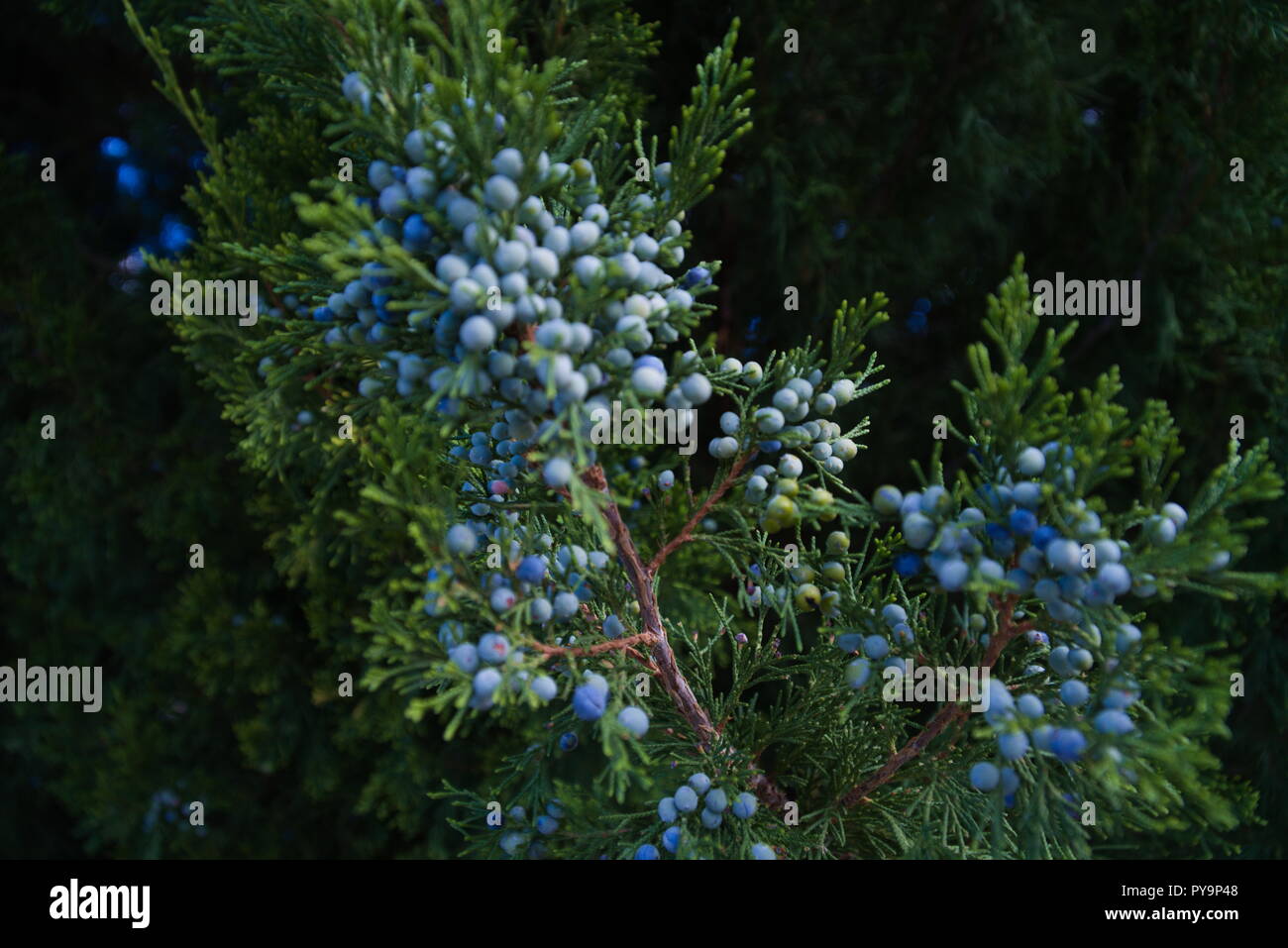 In and out-of-focus juniper branches and blue juniper berries. Gives off a Christmas, holiday vibe. Stock Photo