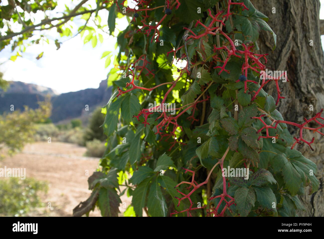 Vine tree branches hi-res stock photography and images - Alamy