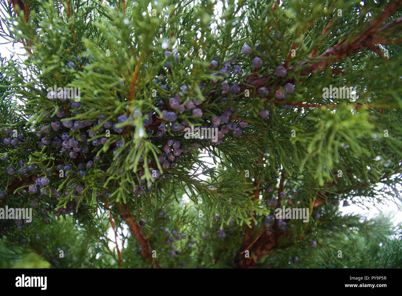 A juniper branch with blue berries. There is a bright sky above the branch. It is very wintery. Stock Photo