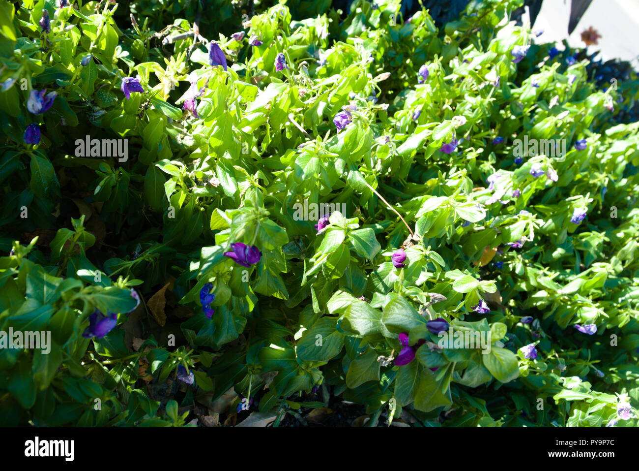 Flower plant with leaves hi-res stock photography and images - Alamy