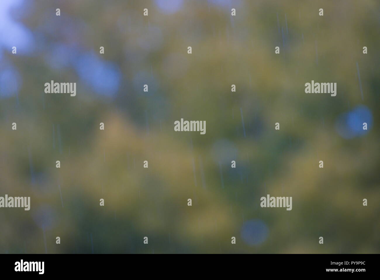 Rain trees hi-res stock photography and images - Alamy