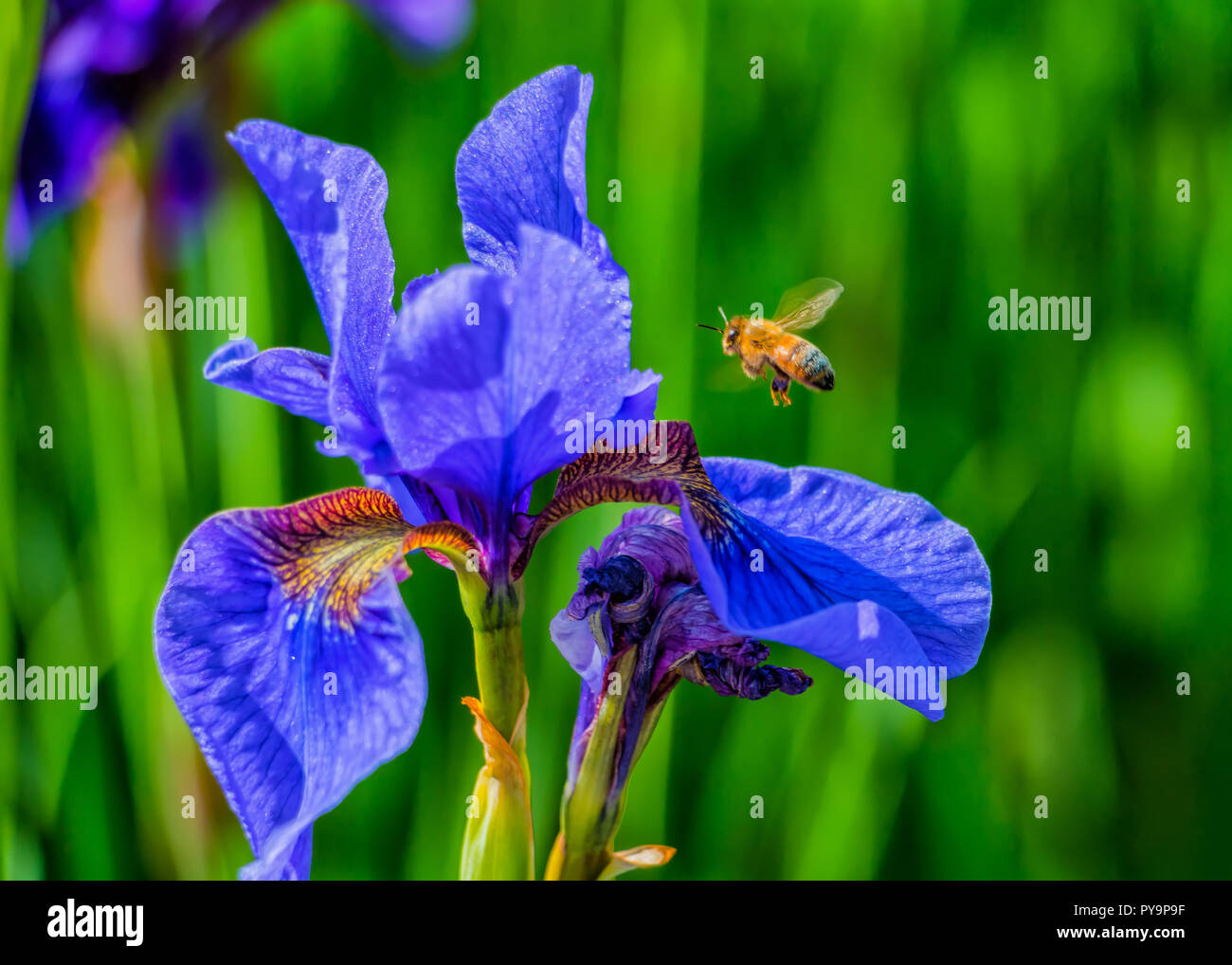flower iris and bee Stock Photo Alamy