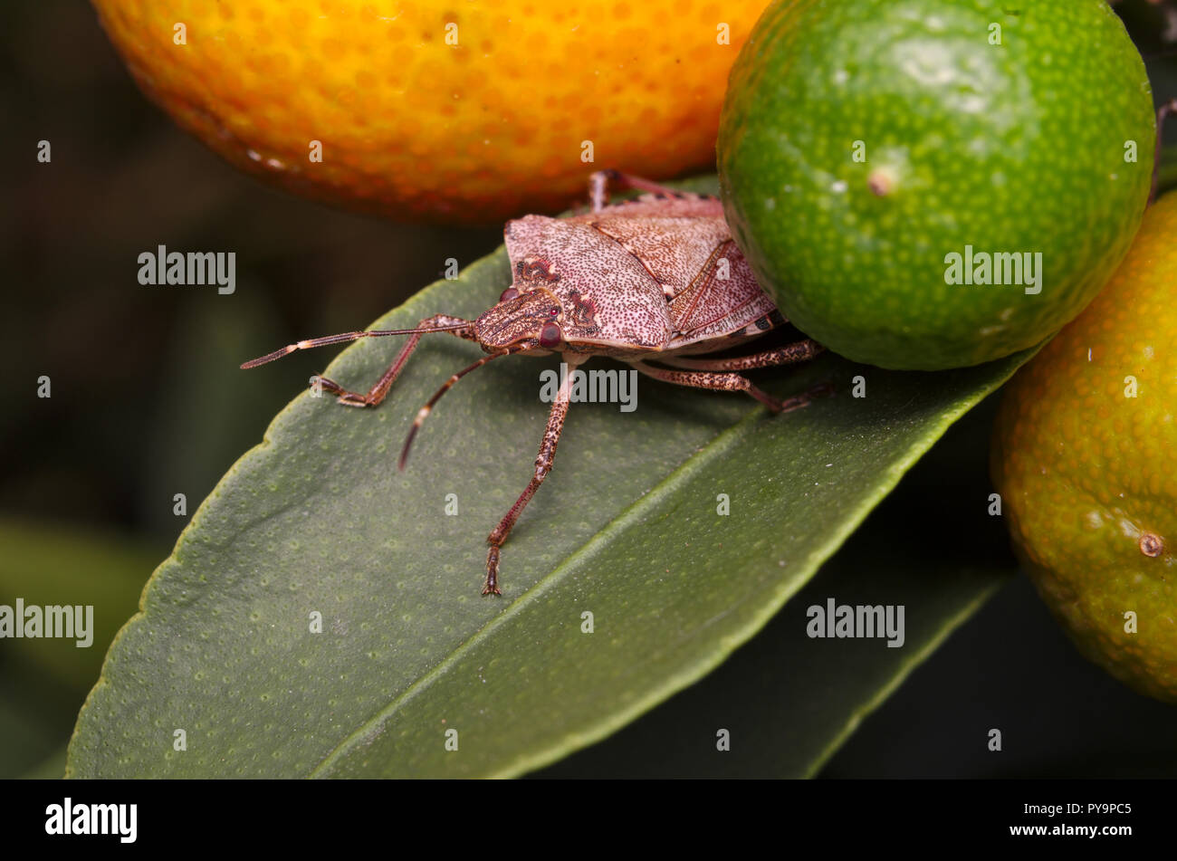 Brown marmorated stink bug (Halyomorpha halys) on a green leaf of a lemon tree (Ita: cimice asiatica; Deu: Marmorierte Baumwanze; Fra: Punaise diaboli Stock Photo