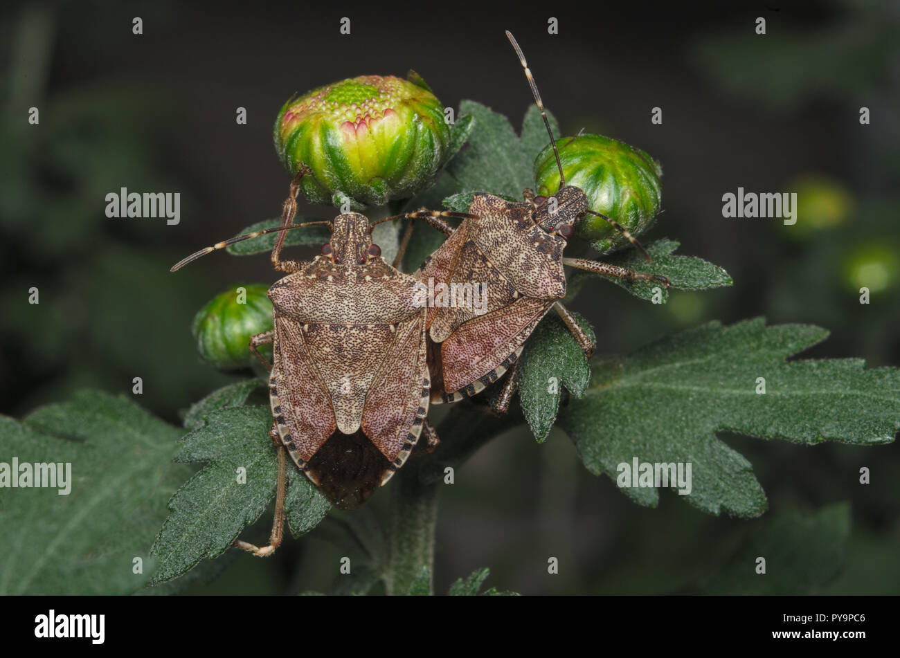 Brown marmorated stink bug (Halyomorpha halys) on green leaves (Ita: cimice asiatica; Deu: Marmorierte Baumwanze; Fra: Punaise diabolique: Spa: Bernat Stock Photo