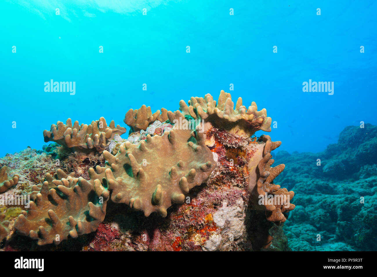 Coral reef at the Maldives Stock Photo - Alamy