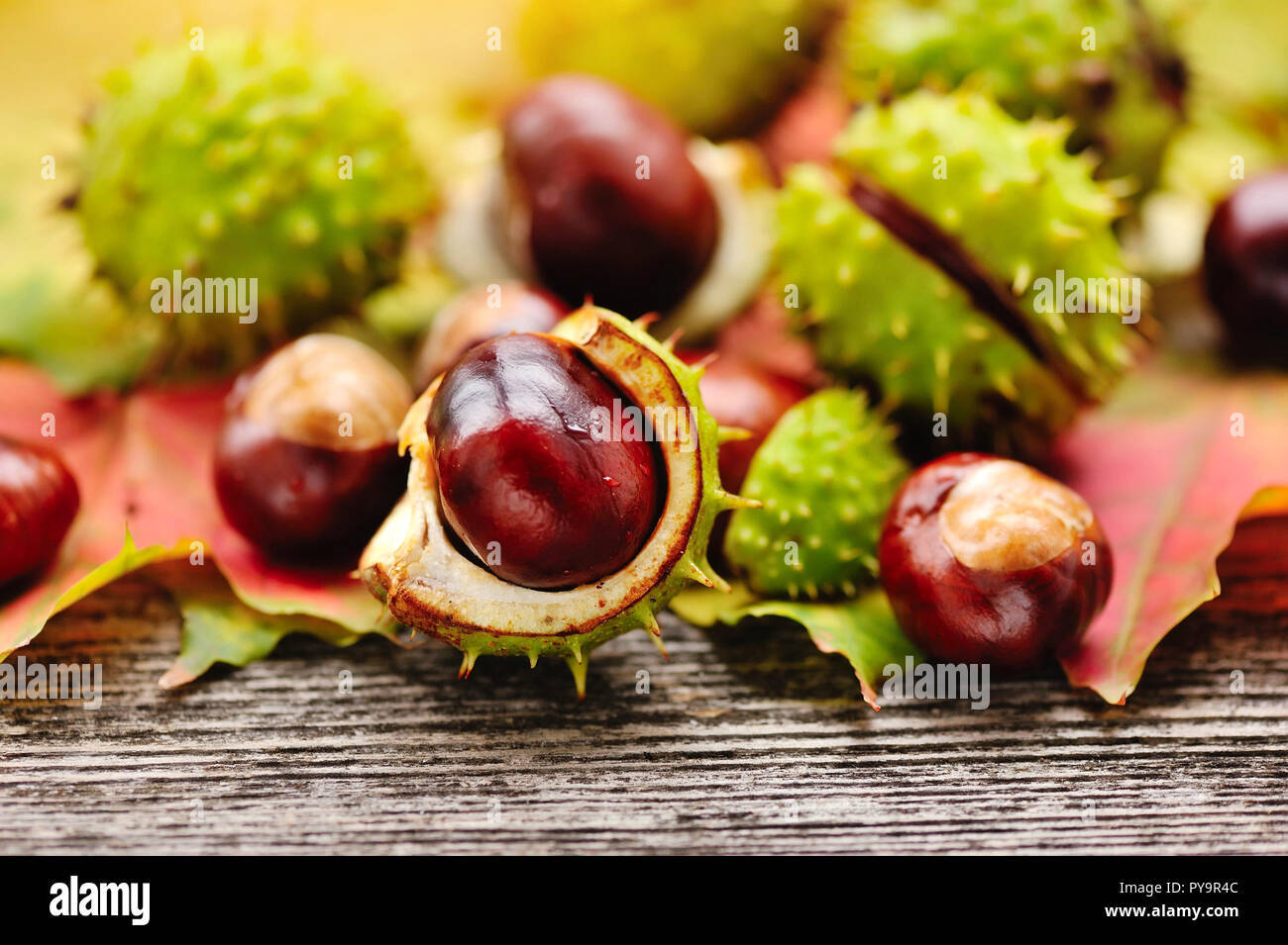 Maple tree chestnut hi-res stock photography and images - Alamy