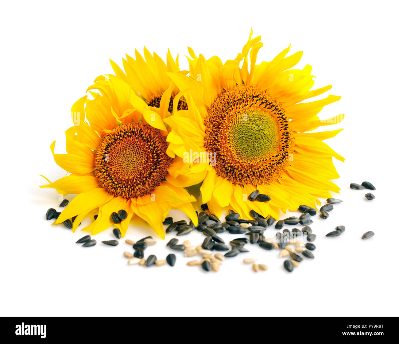 Yellow sunflowers and sunflower seeds on a white background Stock Photo ...
