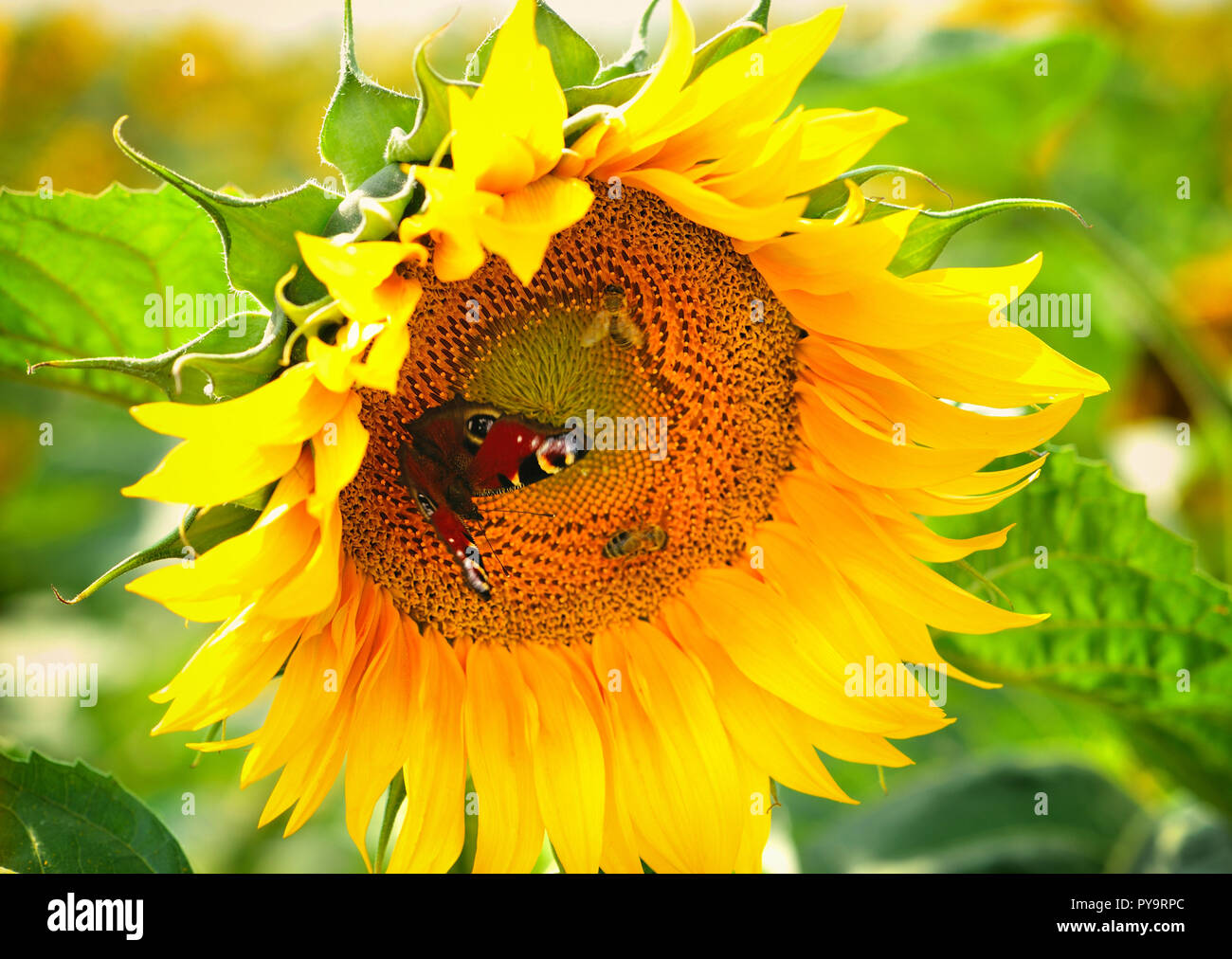 Sunflower flower in the sunlight close-up with butterfly Stock Photo
