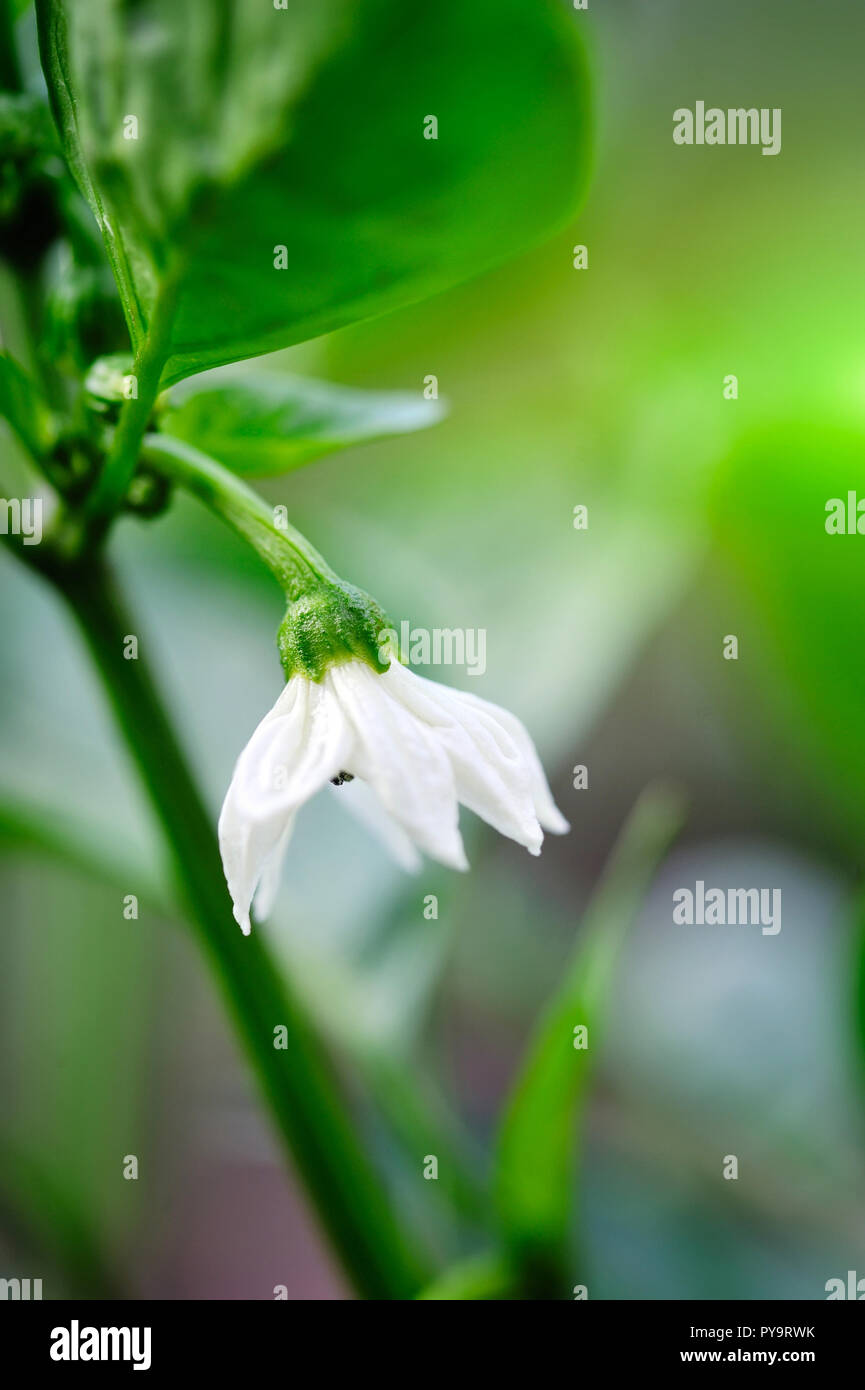 Green Bell pepper's cute white flower (Capsicum annuum) Stock Photo