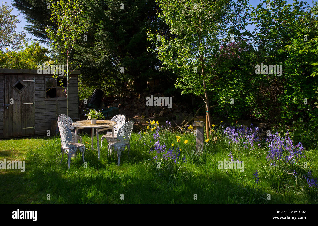spring garden including daffodils with outdoor seating in wildlife area of English Garden,England,Europe Stock Photo