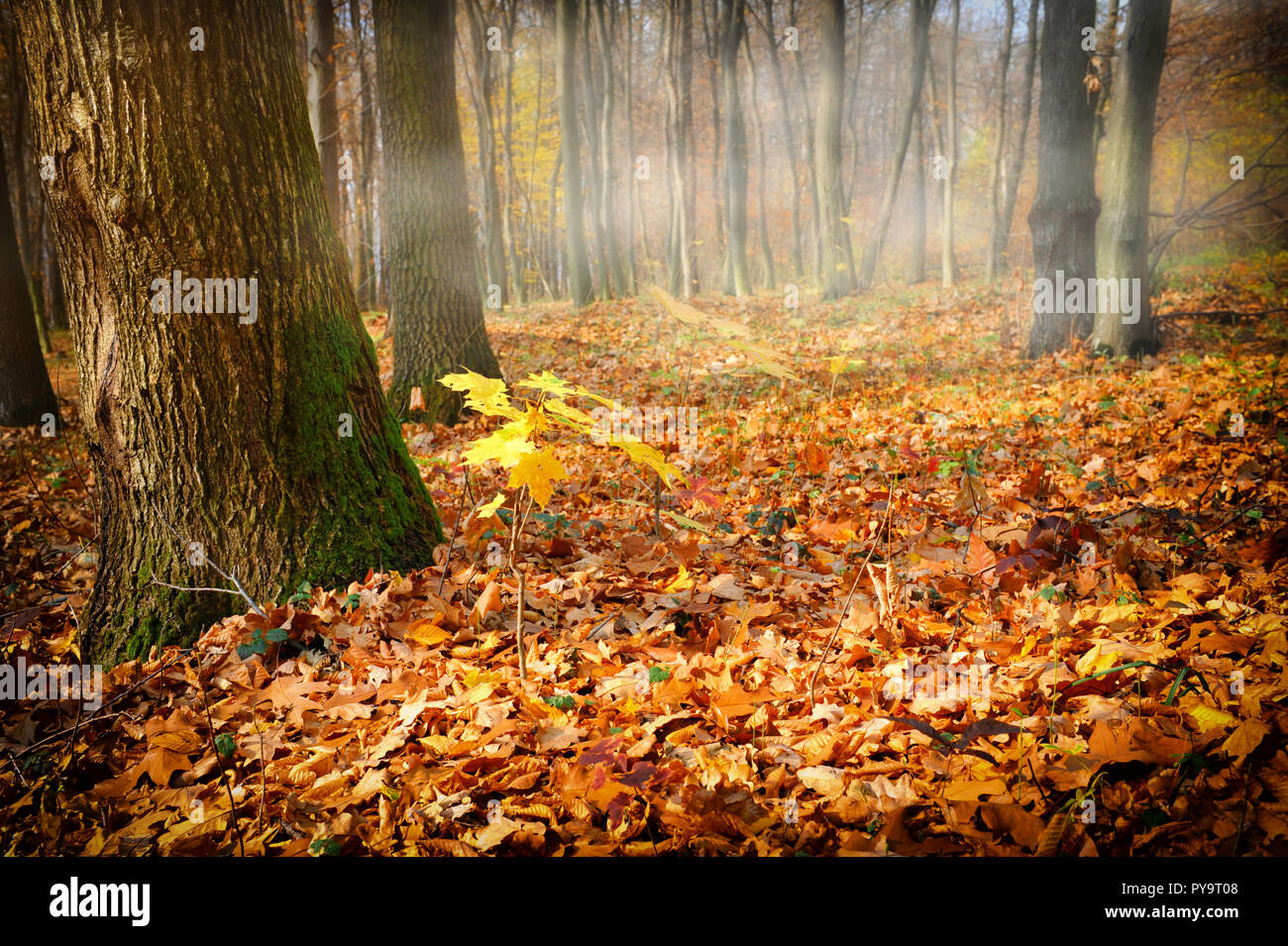 Bright fall landscape misty forest hi-res stock photography and images ...