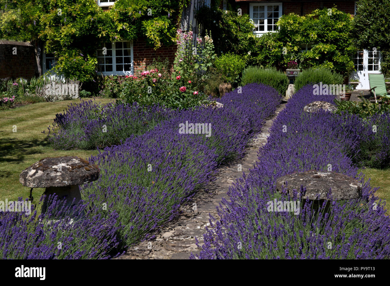 Garden path lined with Lavender in English Garden,England,Europe Stock Photo
