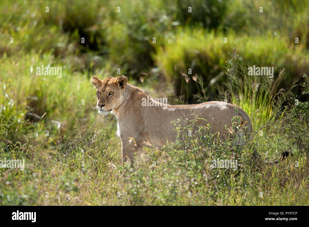 Lioness in Serengeti National Park, Tanzania, Africa Stock Photo