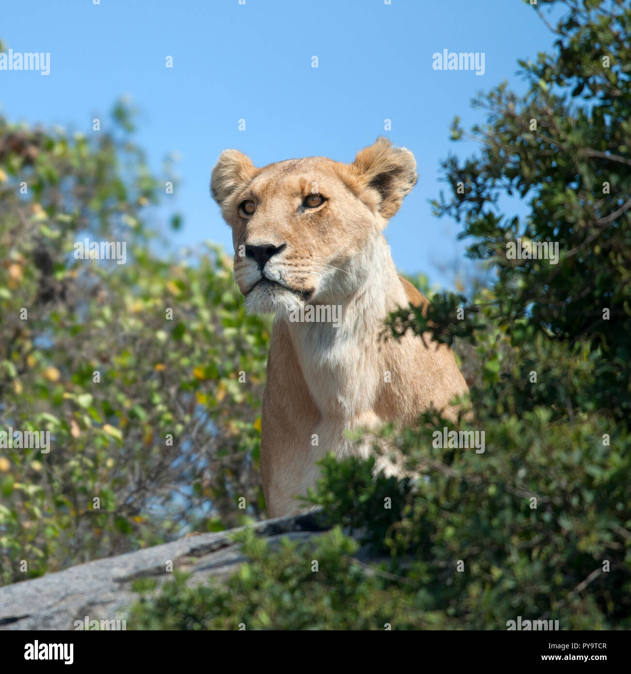 Lioness in Serengeti National Park, Tanzania, Africa Stock Photo