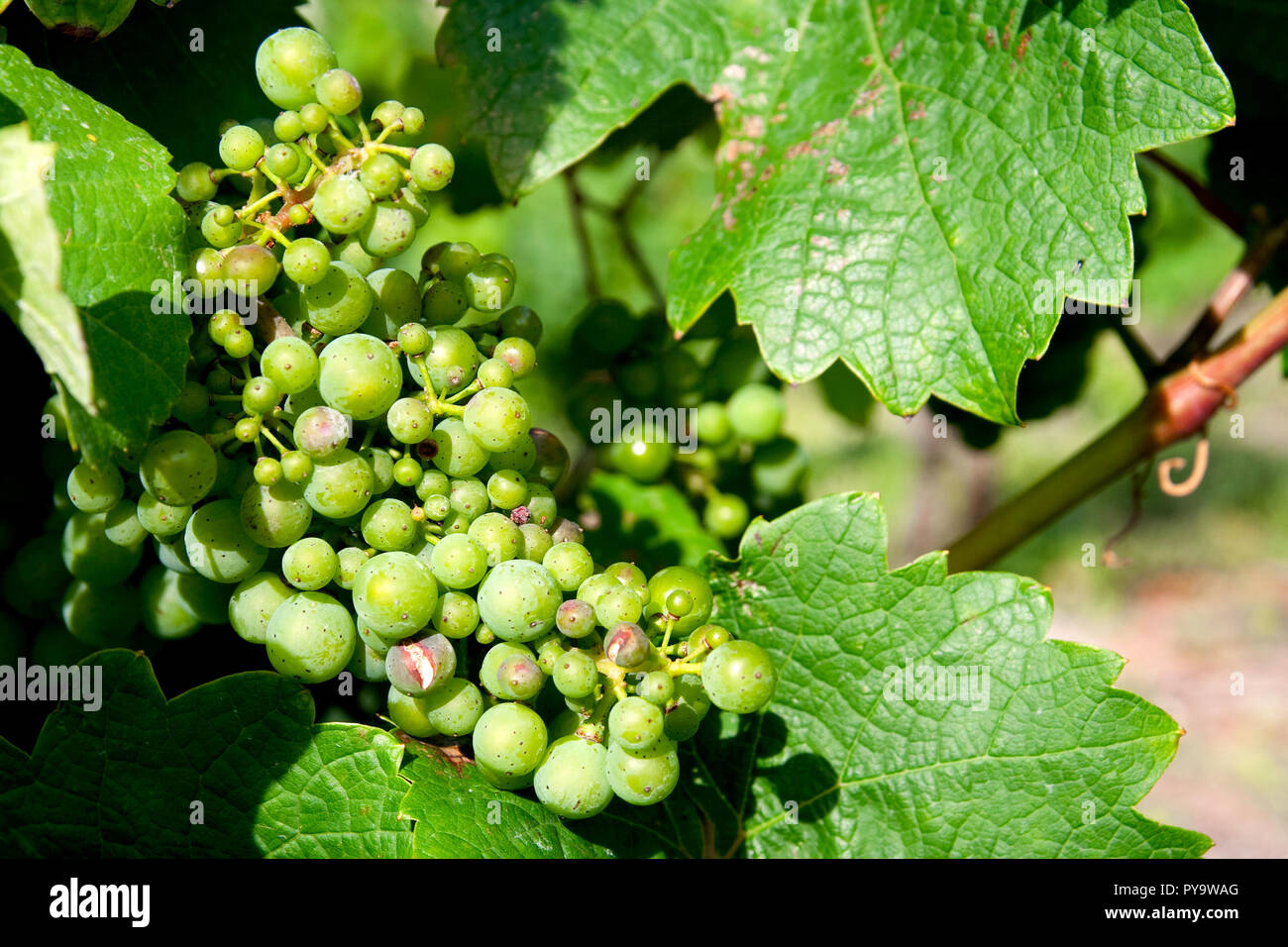 Vineyards - growing grapes in the countryside Stock Photo