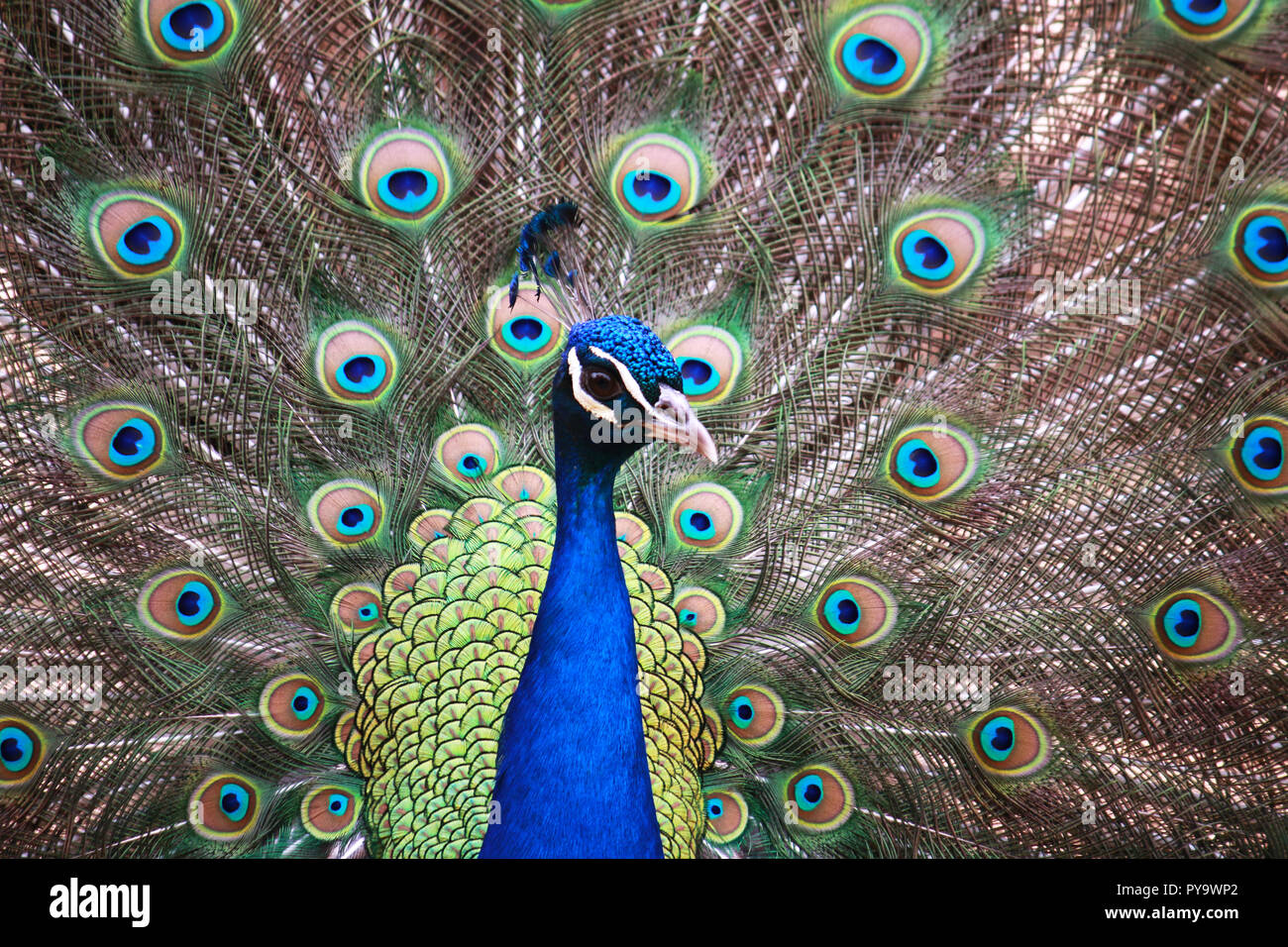 Beautiful male proud peacock with his feathers up Stock Photo