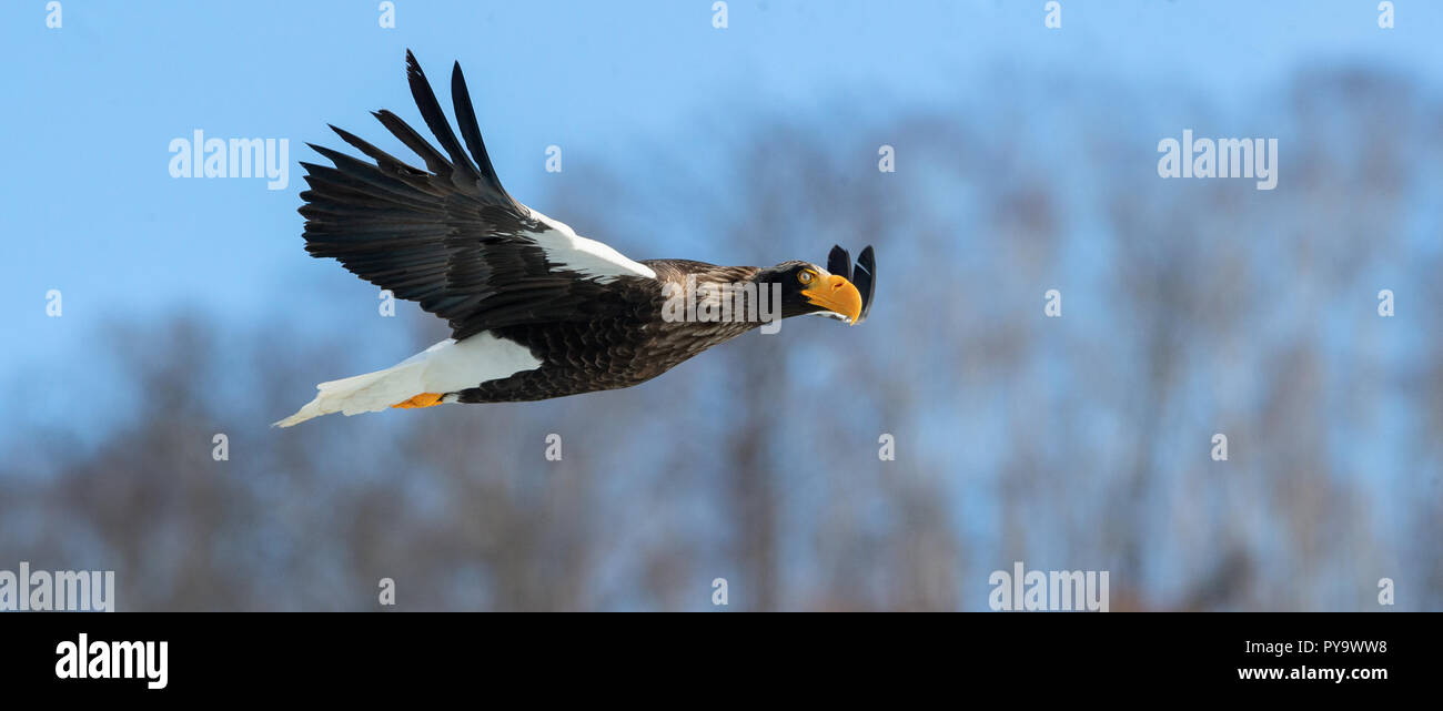 Adult Steller's sea eagle in flight. Scientific name: Haliaeetus pelagicus. Blue sky background. Stock Photo