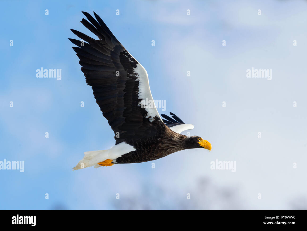 Adult Steller's sea eagle in flight. Scientific name: Haliaeetus pelagicus. Blue sky background. Stock Photo