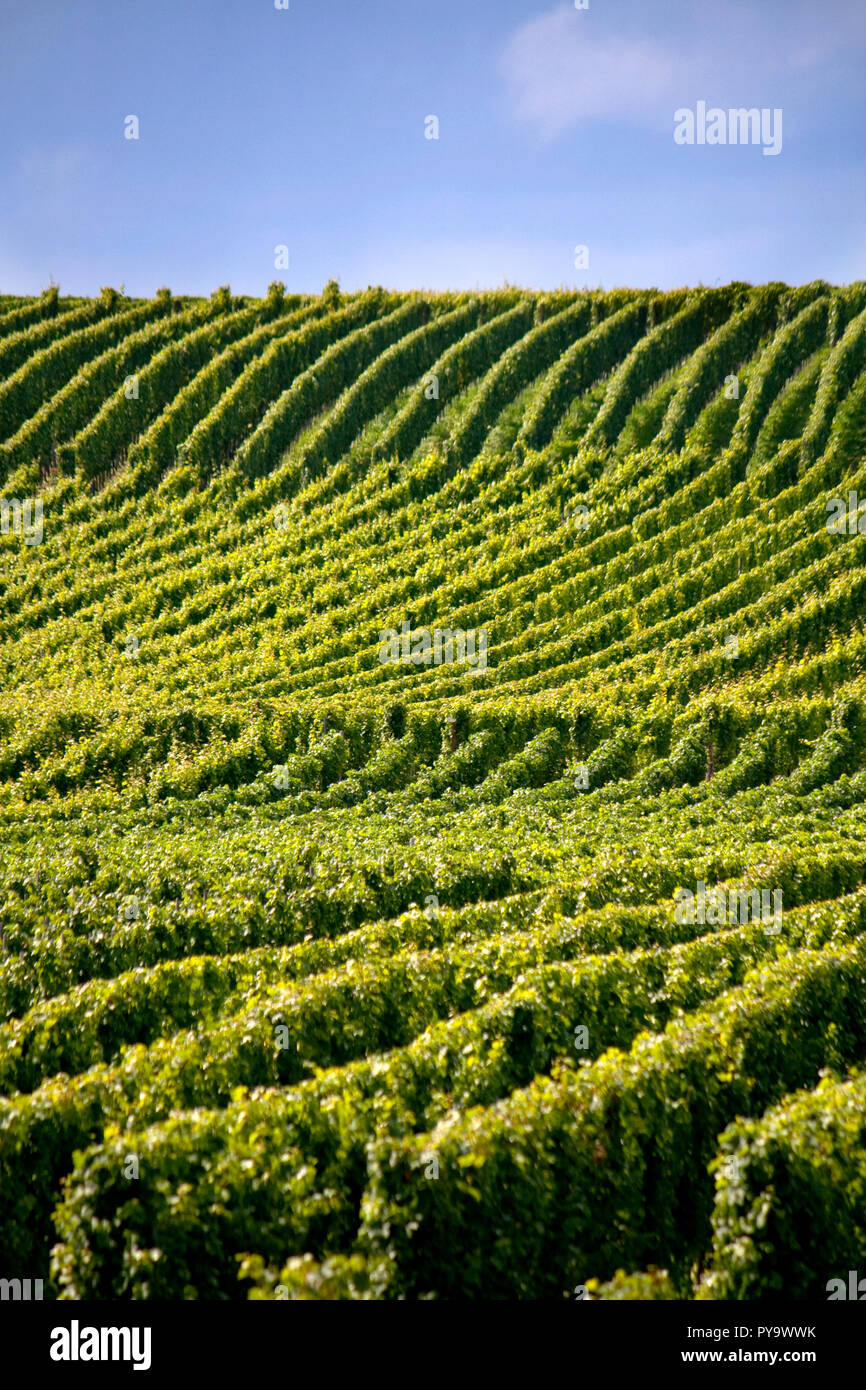 Vineyard - grape trees on a hill Stock Photo