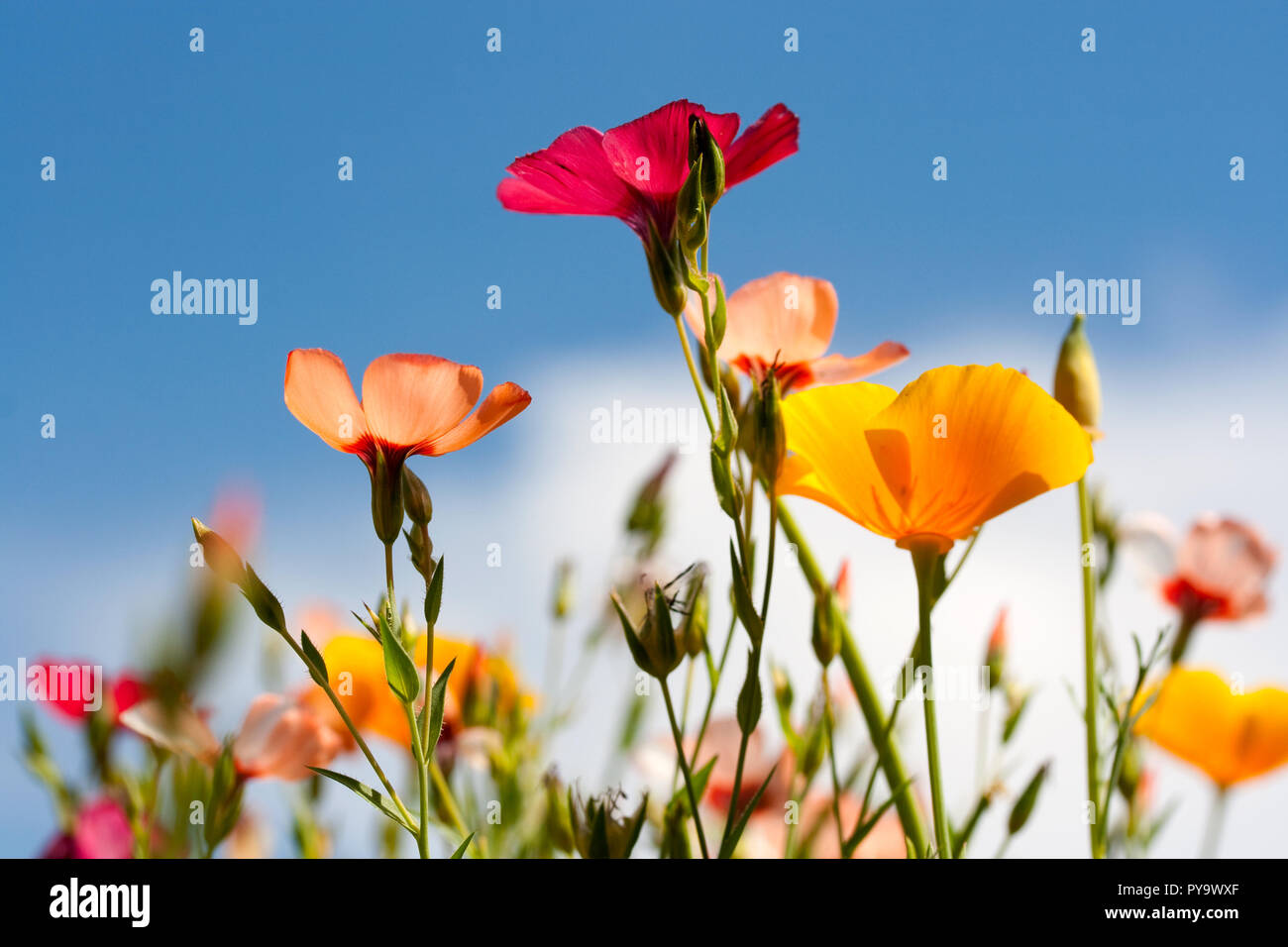 Colorful wild flowers under a blue sky Stock Photo